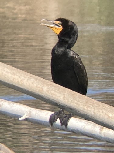 photo of Double-crested Cormorant (Phalacrocorax auritus)