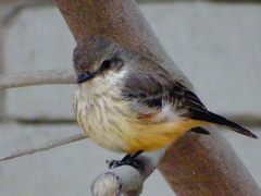 Pyrocephalus rubinus