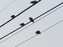 Amazona viridigenalis