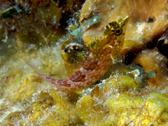 Diamond Blenny photo 1