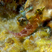 Diamond Blenny - Photo (c) Nick Hobgood, some rights reserved (CC BY-NC)