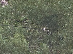 Amazona viridigenalis