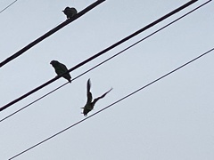 Amazona viridigenalis