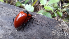 Strongylium gerstaeckeri