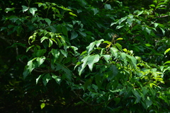 Crateva adansonii formosensis