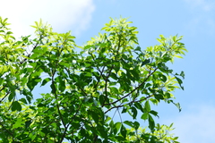 Crateva adansonii formosensis