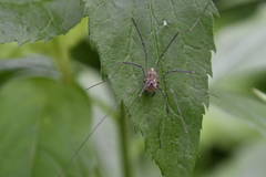 Leiobunum calcar