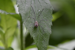 Leiobunum calcar