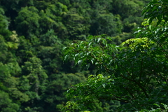 Crateva adansonii formosensis