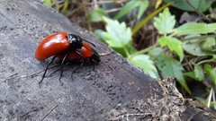 Strongylium gerstaeckeri