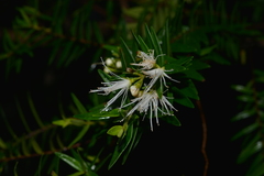 Metrosideros operculata