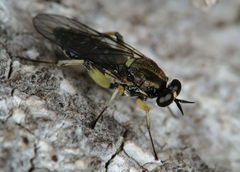 Solva marginata