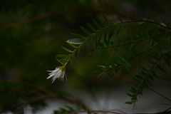 Metrosideros operculata