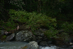 Metrosideros operculata