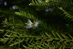 Metrosideros operculata