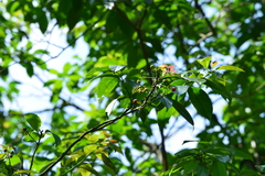 Ehretia longiflora