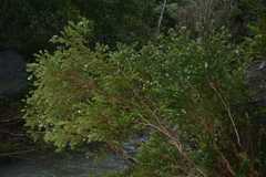 Metrosideros operculata