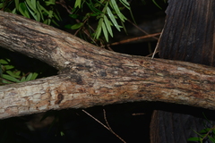 Metrosideros operculata