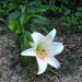 Lilium brownii - Photo (c) Chen Shu, μερικά δικαιώματα διατηρούνται (CC BY-NC), uploaded by Chen Shu