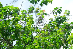 Ehretia longiflora