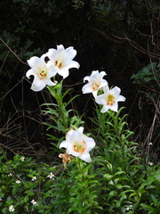 Lilium brownii