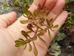 Veronica pentasepala