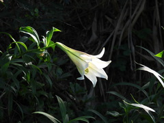 Lilium brownii