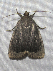 Amphipyra glabella