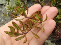 Veronica pentasepala