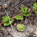 Dicerocaryum forbesii - Photo (c) Ricky Taylor, algunos derechos reservados (CC BY-NC), subido por Ricky Taylor