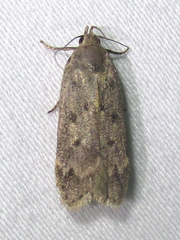 Anacampsis innocuella