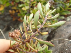 Veronica pentasepala