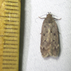 Anacampsis innocuella