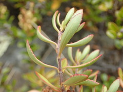 Veronica pentasepala