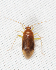 Neolygus hirticulus