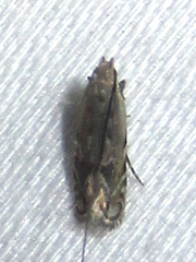 Battaristis concinnusella