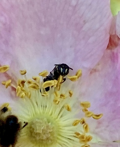 iNaturalist observation photo of Masked Bees