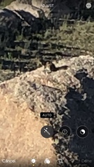 Callospermophilus lateralis