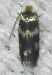 Etainia sericopeza
