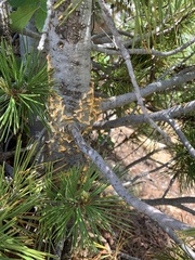 Cronartium ribicola