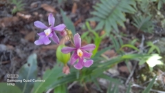 Epidendrum macdougallii