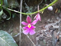 Epidendrum macdougallii