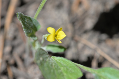 Viola purpurea