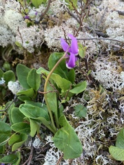 Primula frigida