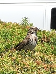 Melospiza melodia
