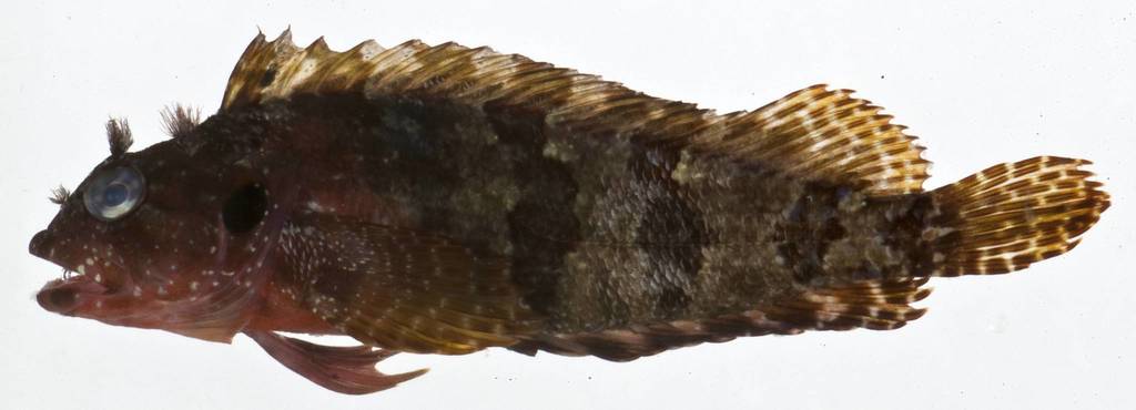 Longfin Blenny