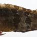 Labrisomus - Photo (c) Smithsonian Institution, National Museum of Natural History, Department of Vertebrate Zoology, Division of Fishes, algunos derechos reservados (CC BY-NC-SA)