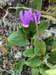 Primula frigida