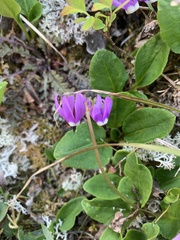 Primula frigida