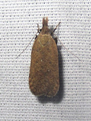 Dichomeris ventrellus